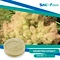 Smoketree Extract is made by drying and grinding the leaves of the smoketree plant into a fine powder or liquid extract. It is commonly used as a natural remedy for respiratory issues, skin conditions, and other ailments.